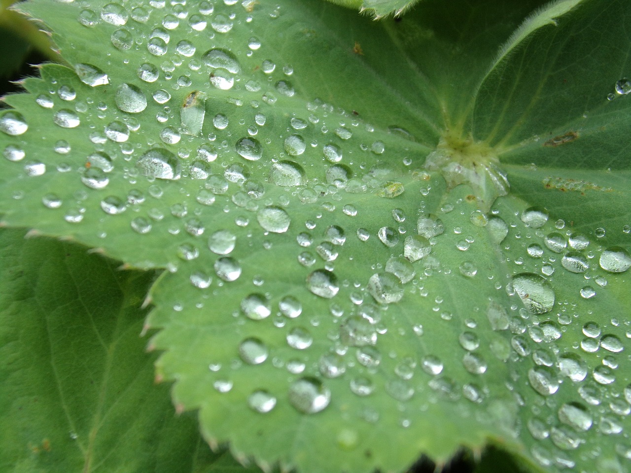 leaf water colour free photo