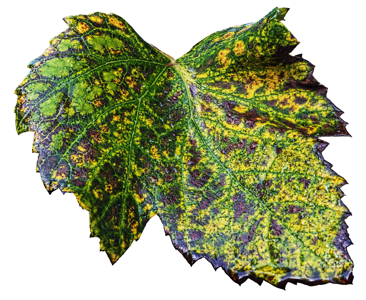 leaf wine leaf autumn leaf free photo
