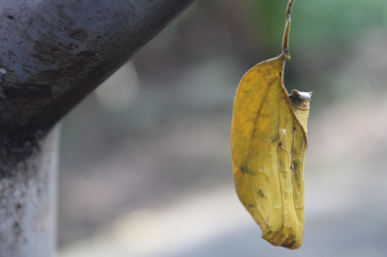 leaf photography garden free photo