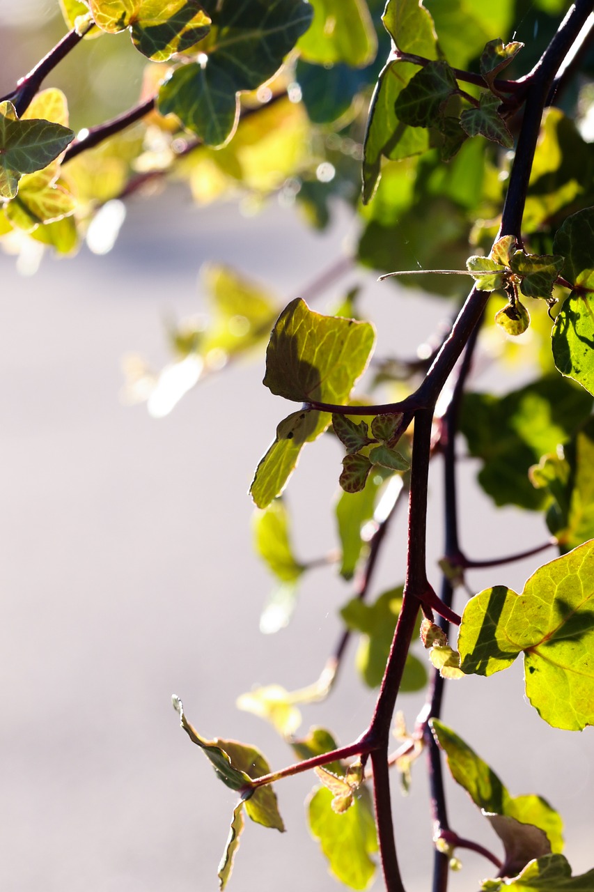 leaf autumn leaves green free photo