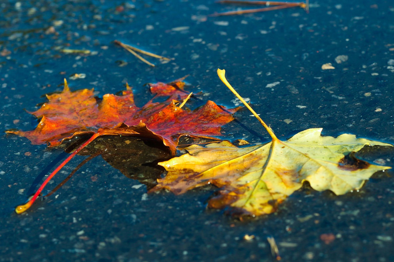 leaf autumn leaves nature free photo