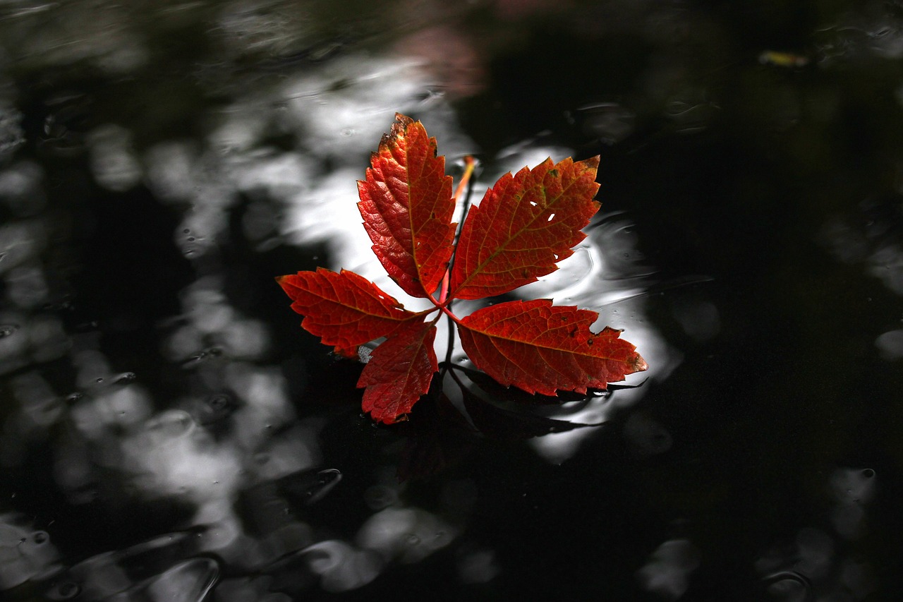 leaf red autumn free photo