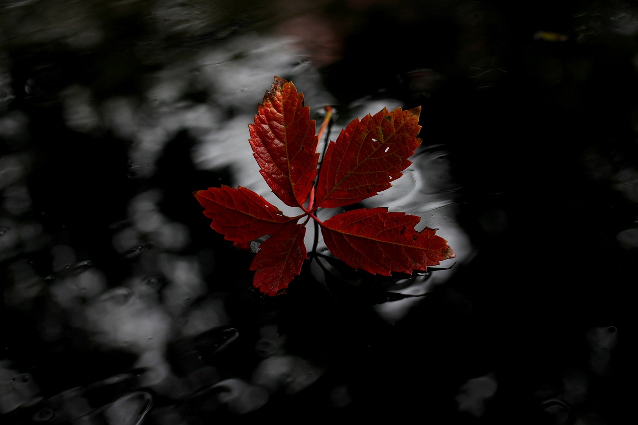 leaf red autumn free photo