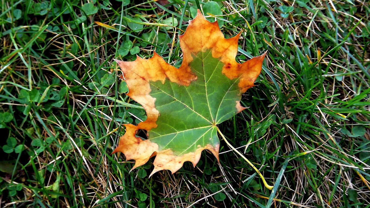 leaf autumn two-tone free photo