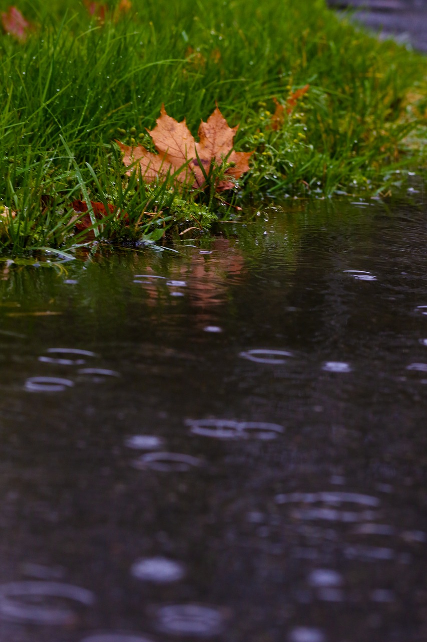 leaf puddle reflection free photo