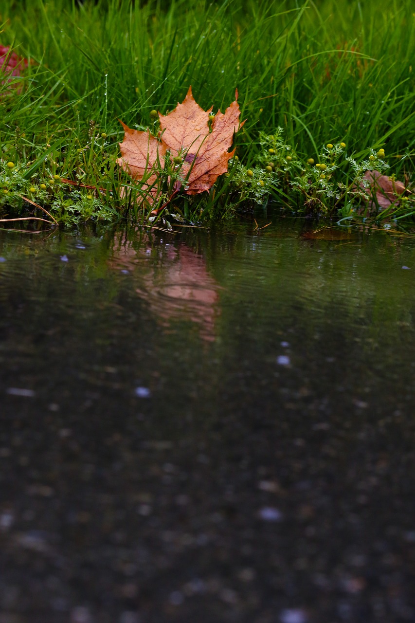leaf puddle reflection free photo