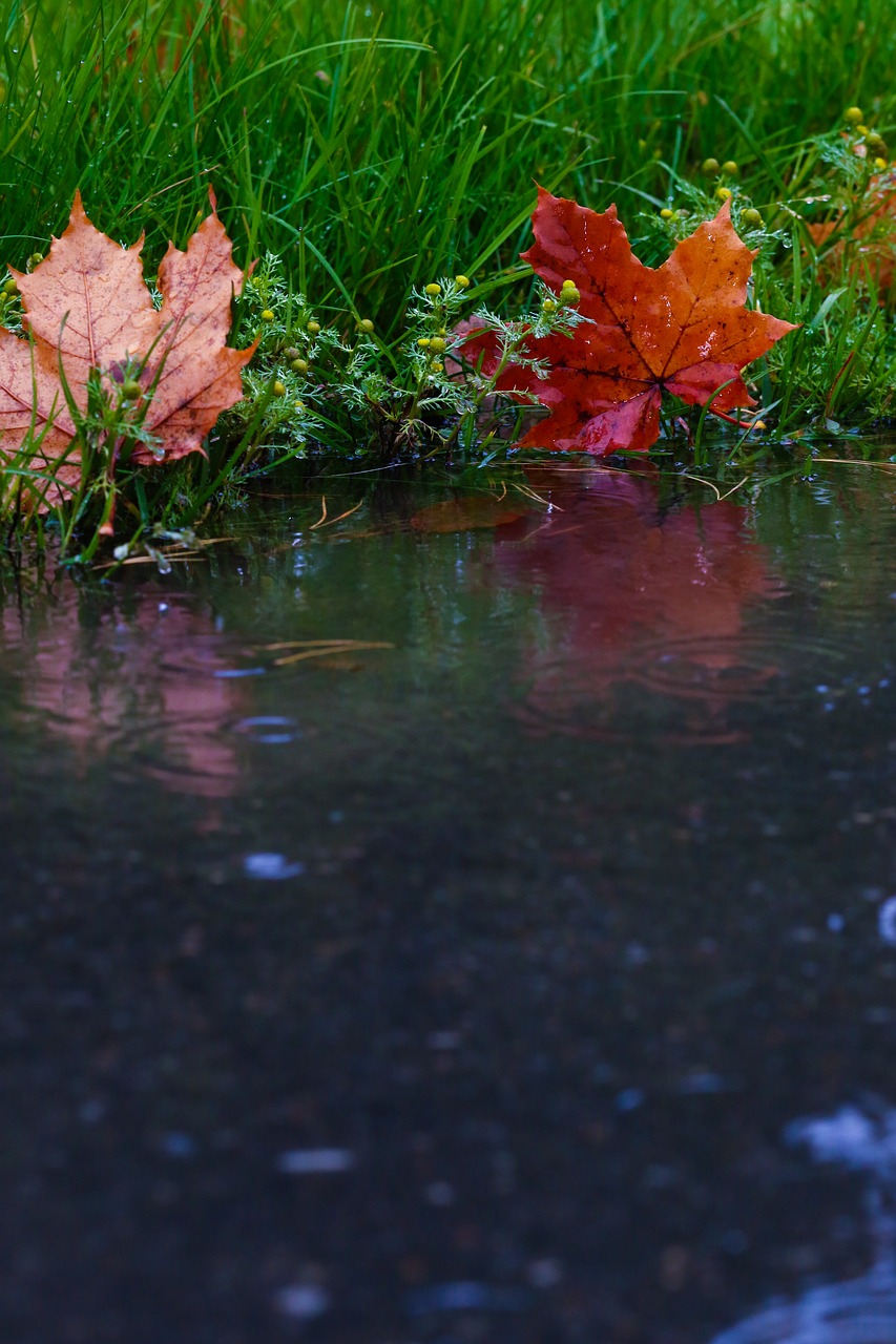 leaf puddle reflection free photo