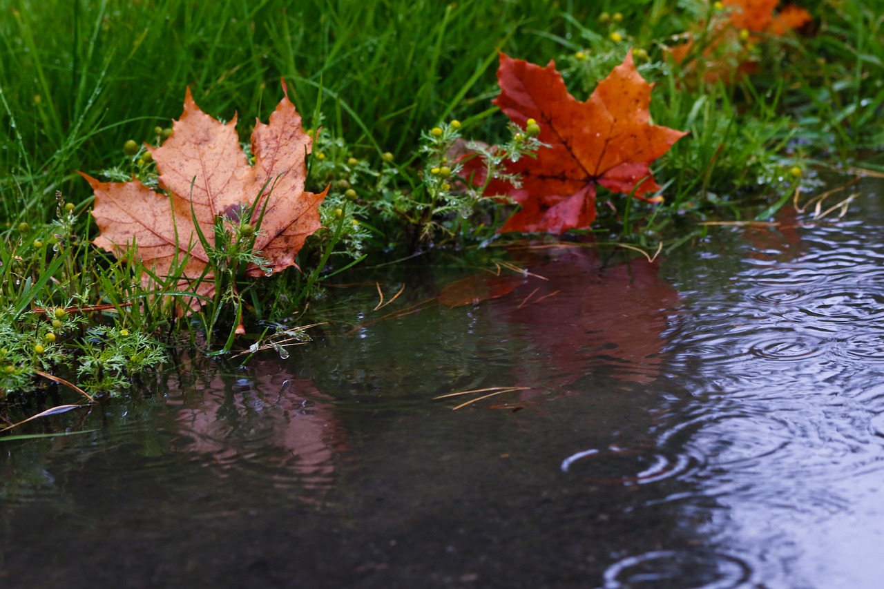 leaf puddle reflection free photo