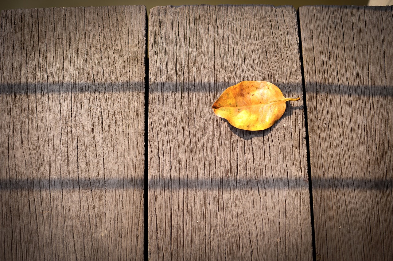 leaf fall autumn free photo