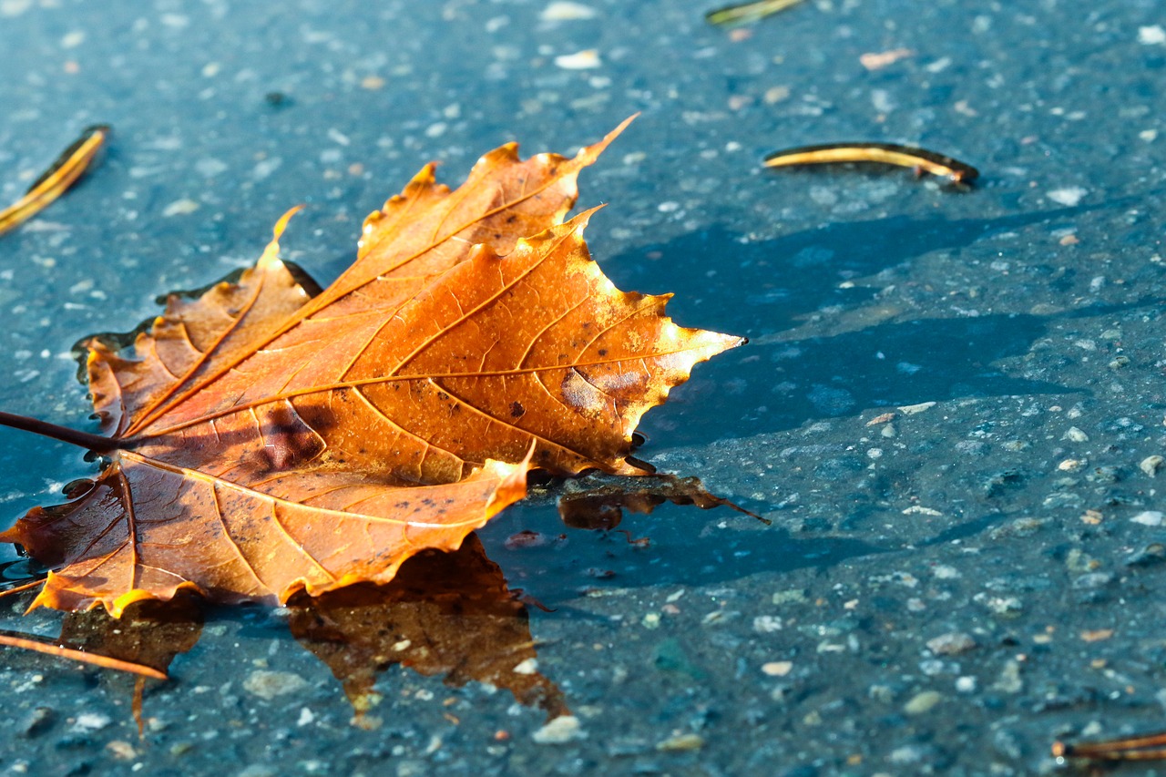 leaf autumn puddle free photo