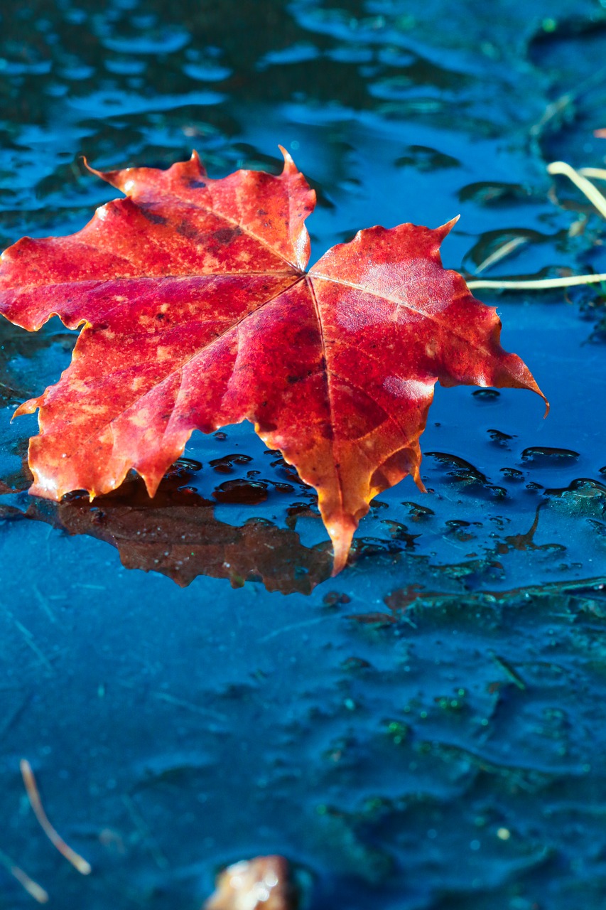 leaf autumn puddle free photo