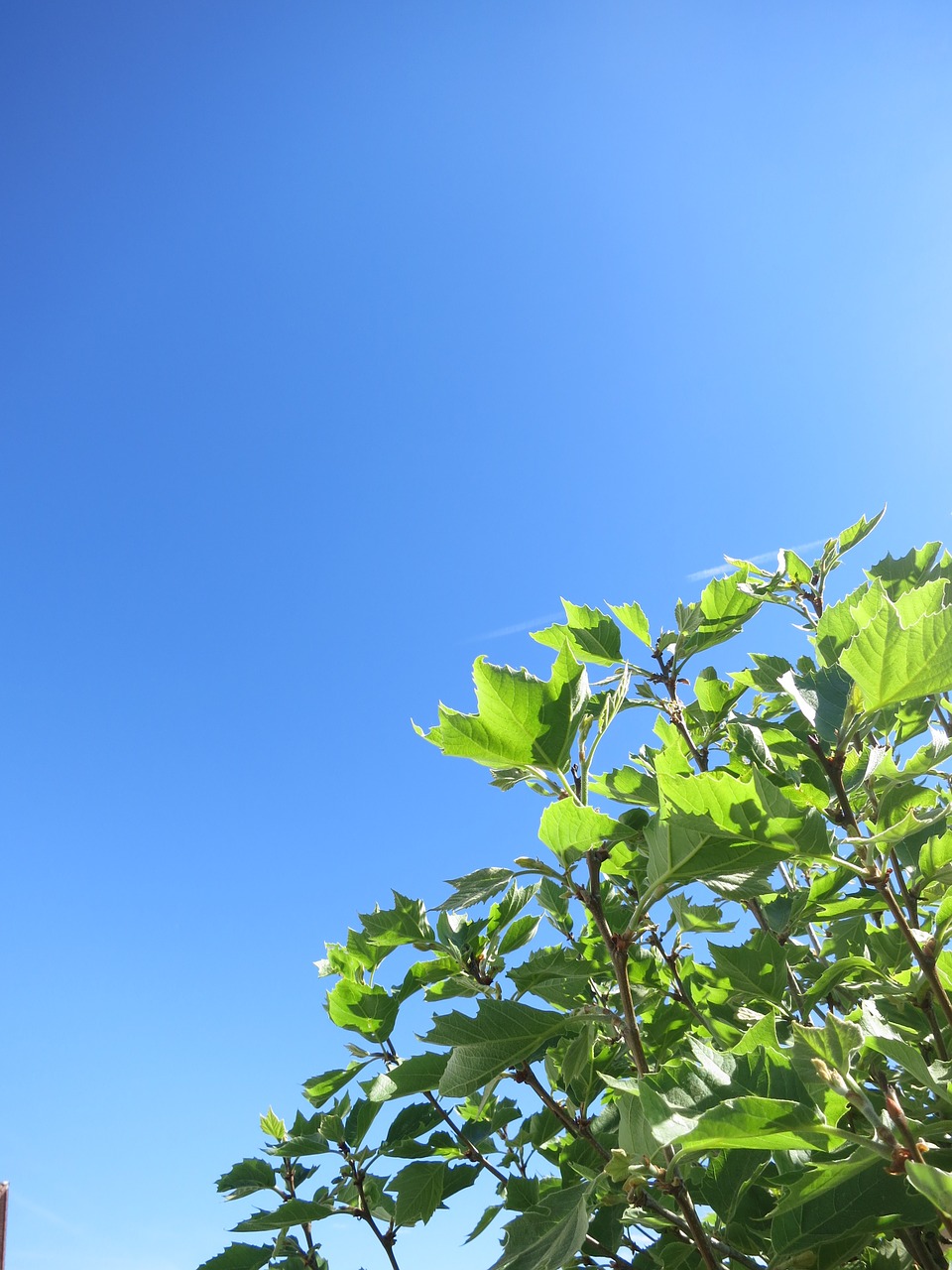 leaf tree green free photo