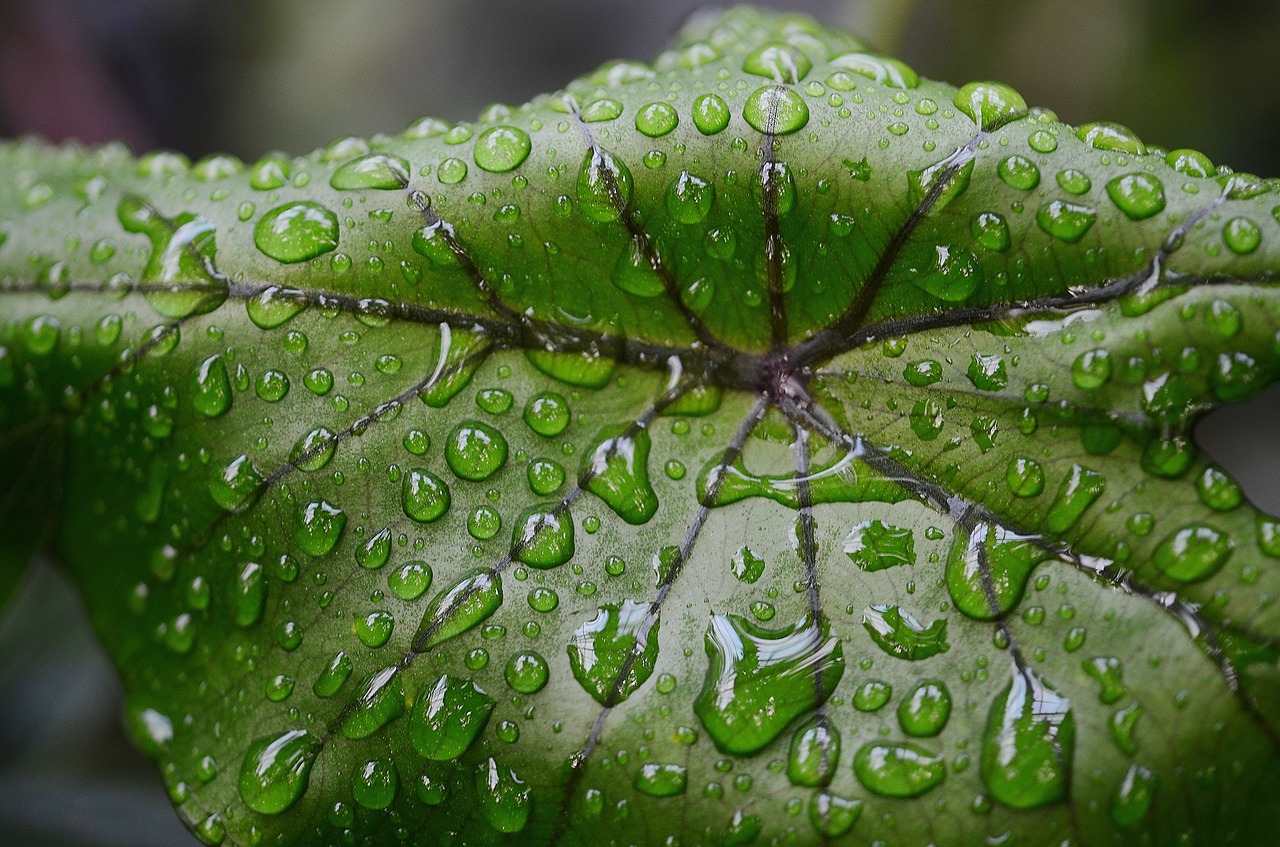 leaf leaves colorful free photo