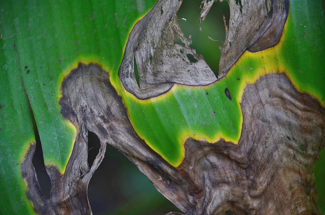 leaf leaves colorful free photo