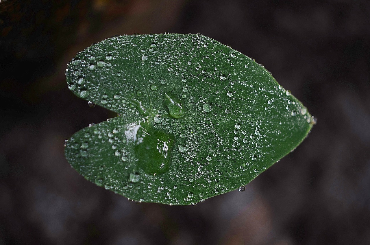 leaf leaves colorful free photo