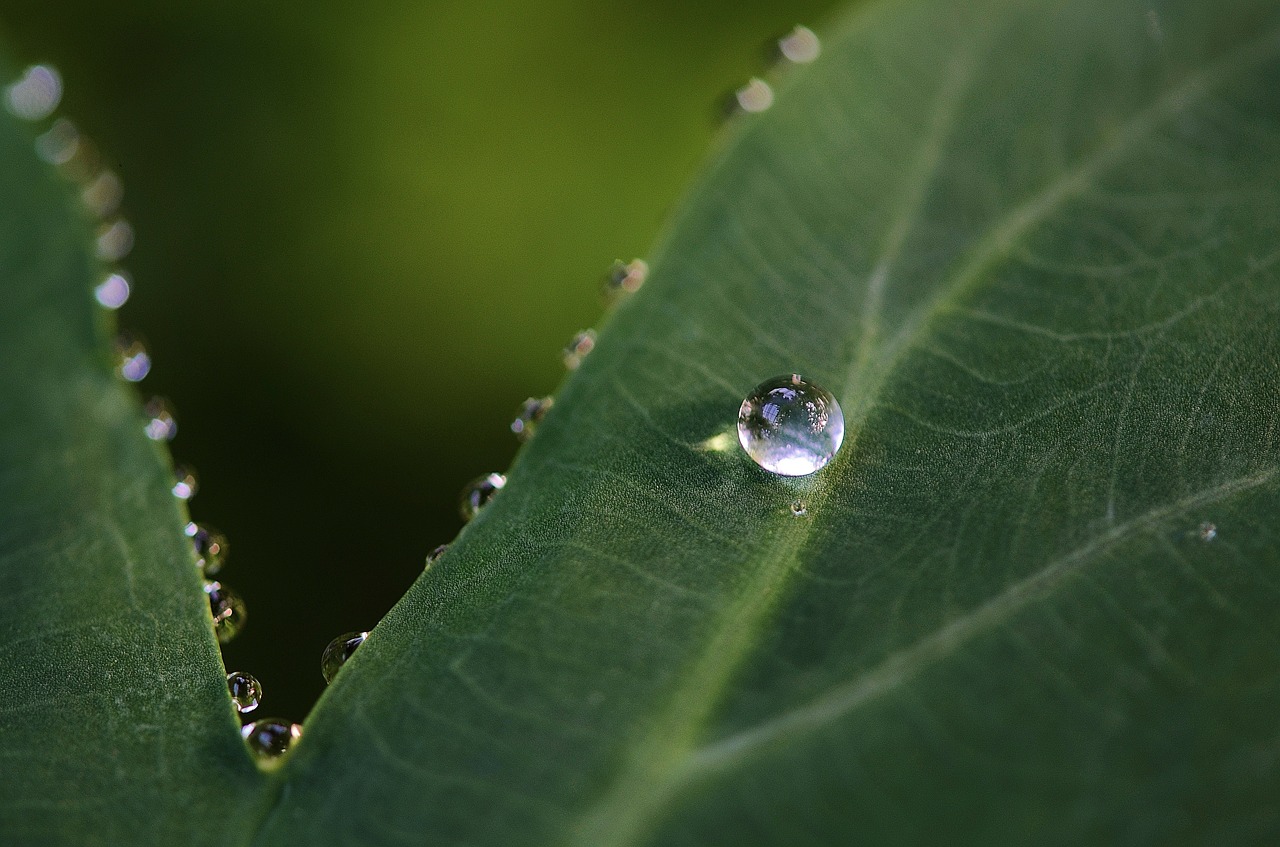 leaf leaves colorful free photo