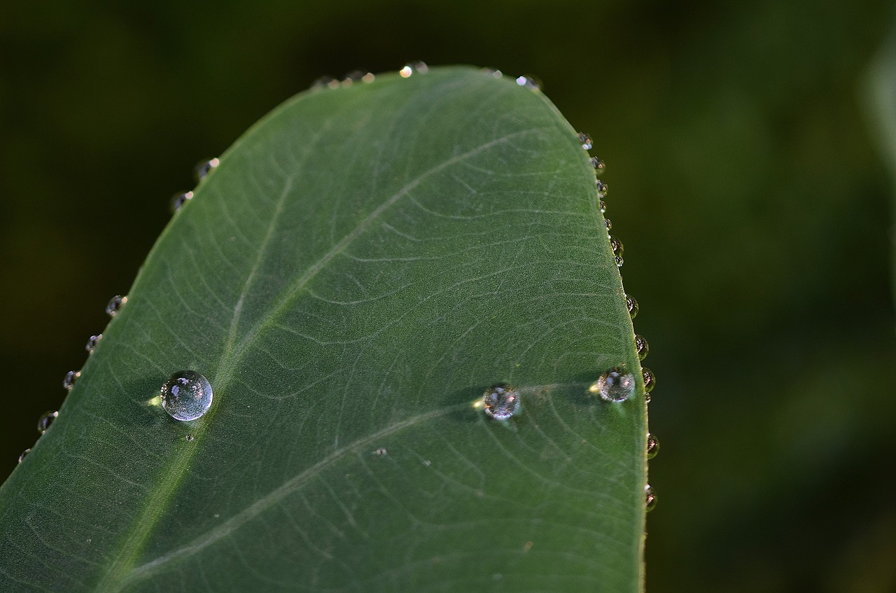 leaf leaves colorful free photo