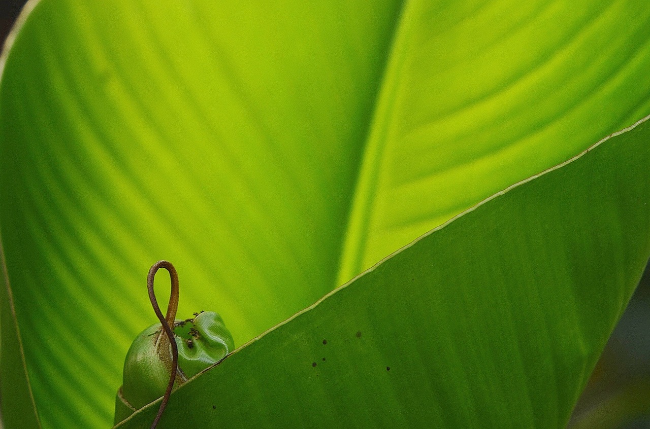 leaf leaves colorful free photo