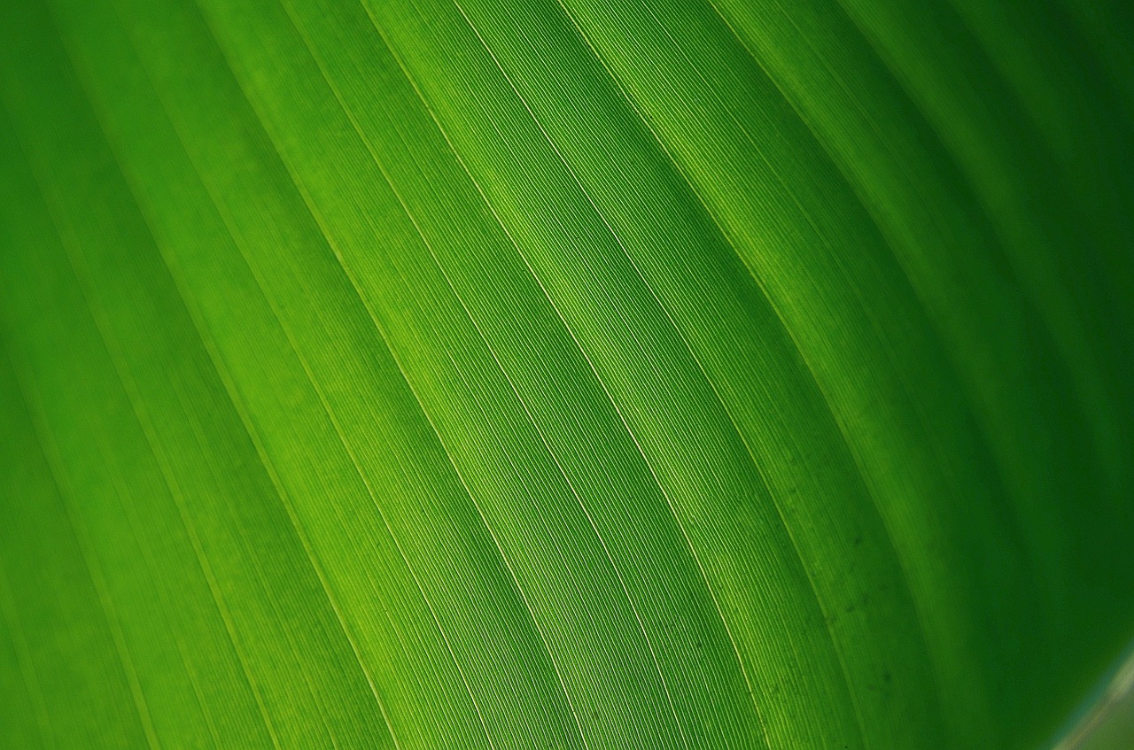 leaf leaves colorful free photo