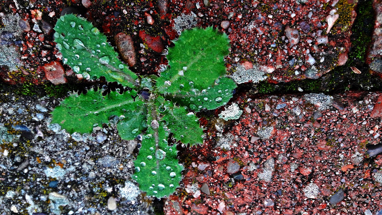 leaf drops water free photo