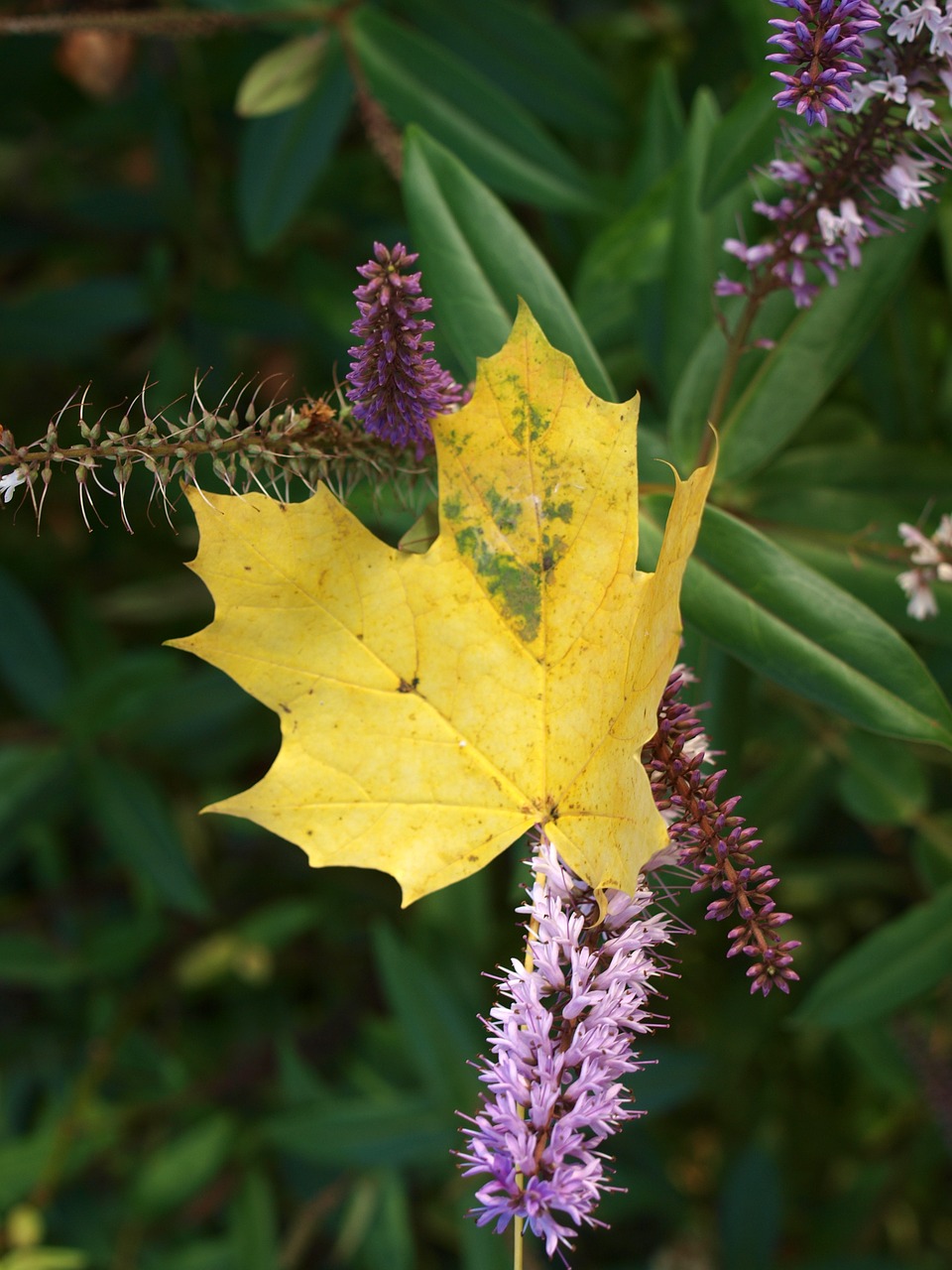 leaf autumn flower free photo