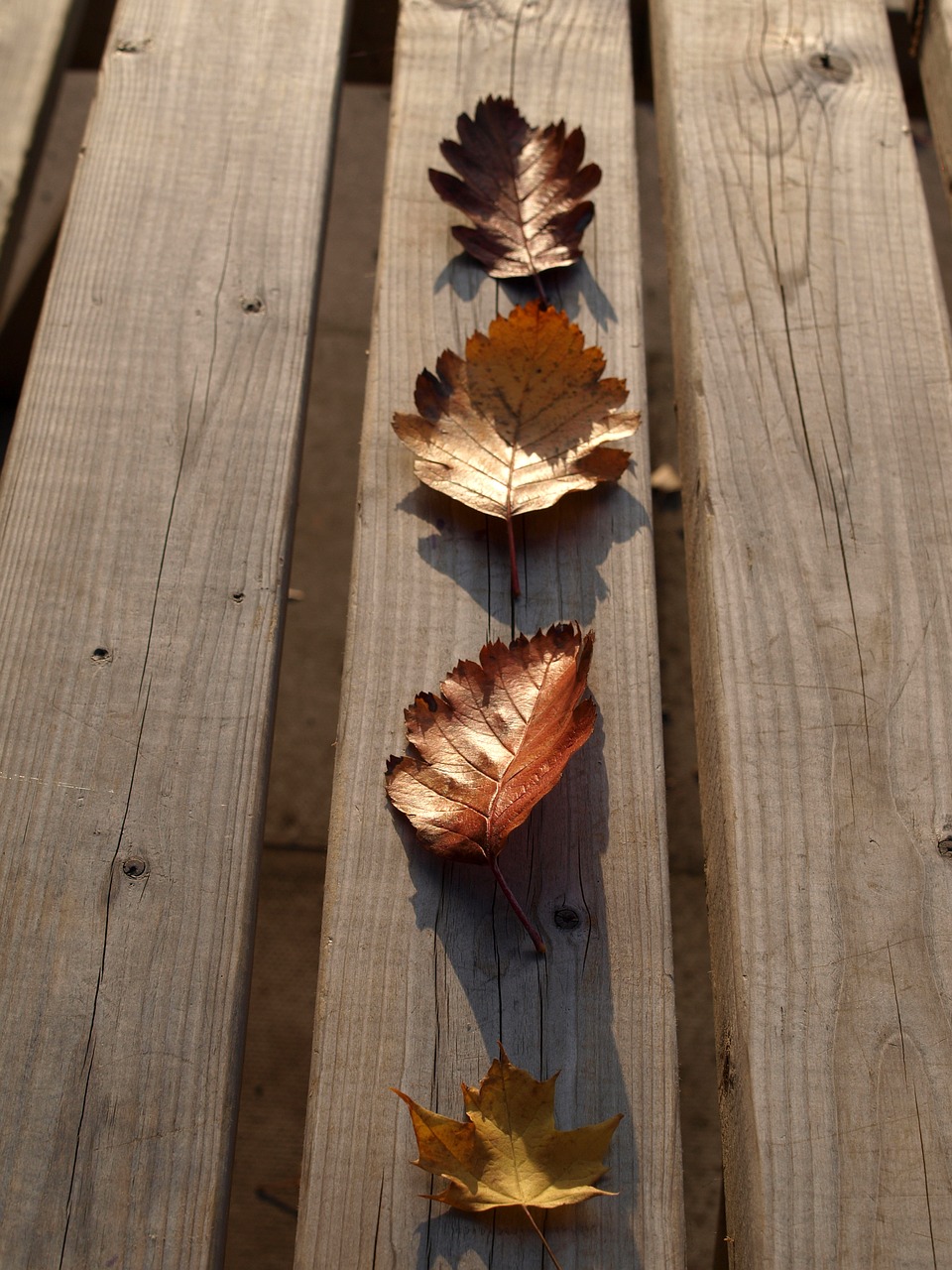 leaf autumn nature free photo