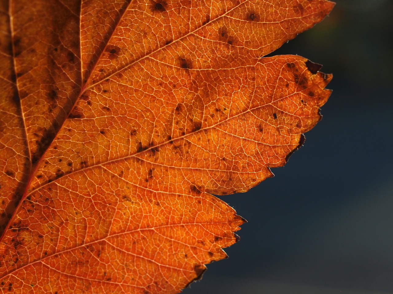 leaf autumn nature free photo