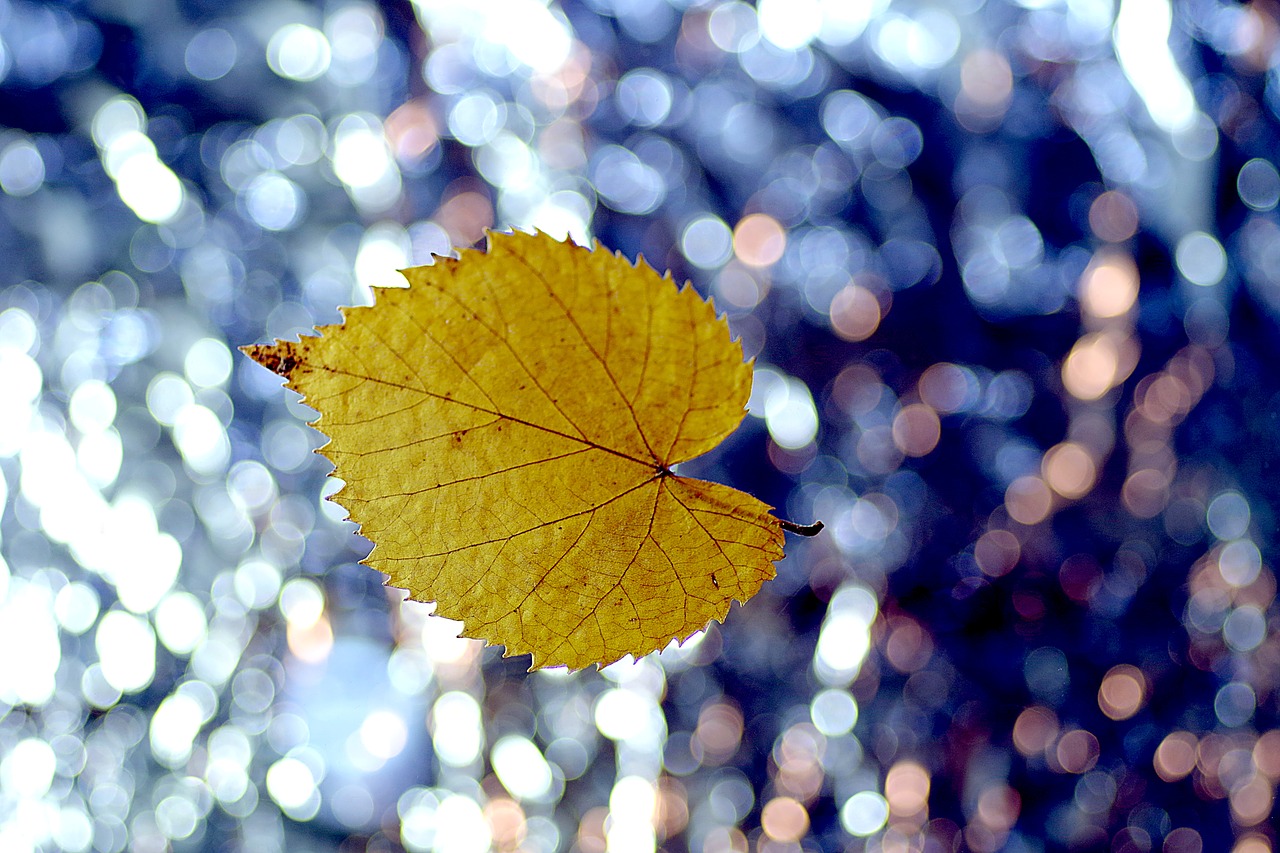 leaf lipa yellow free photo