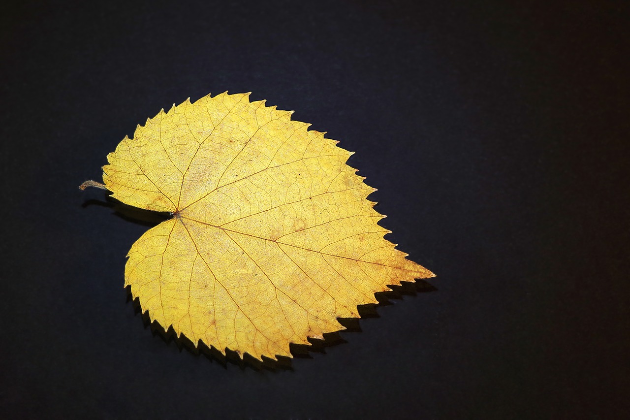 leaf lipa yellow free photo