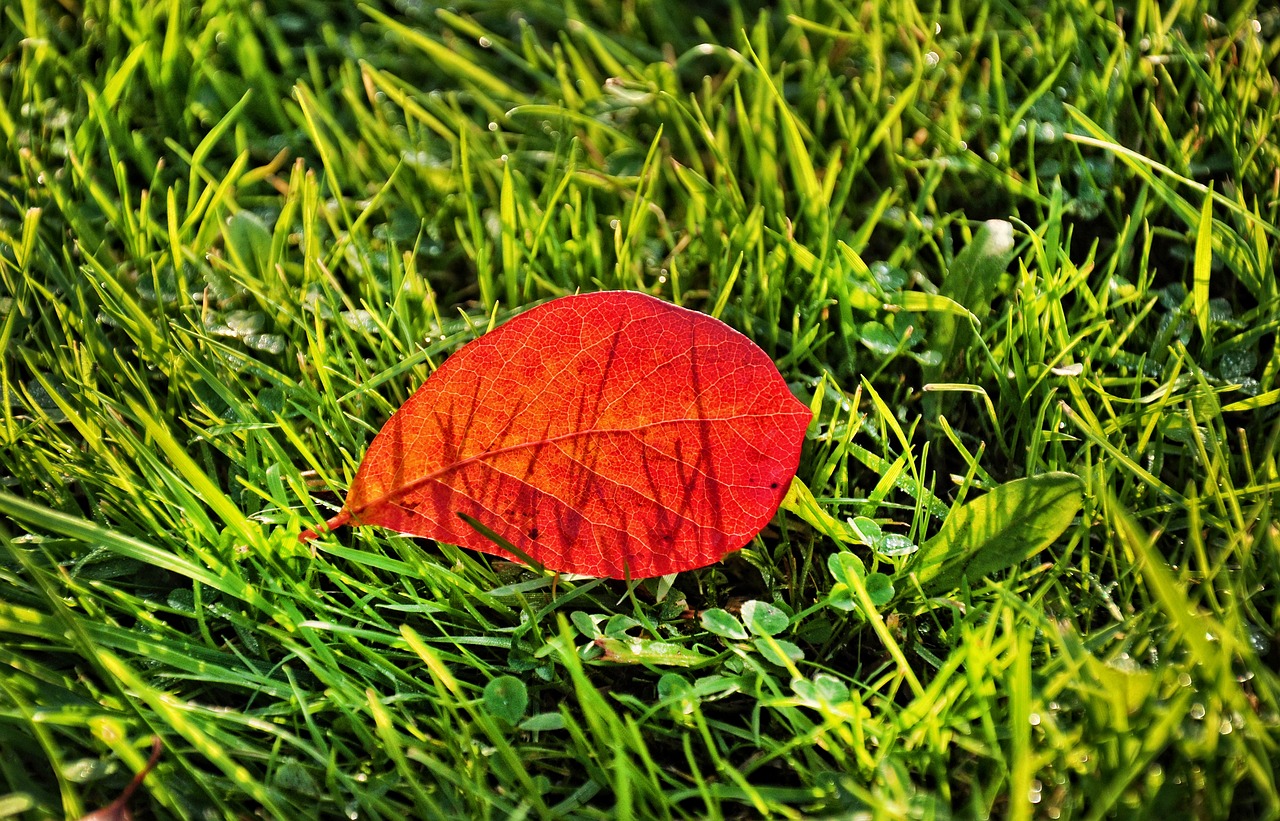 leaf grass pattern free photo