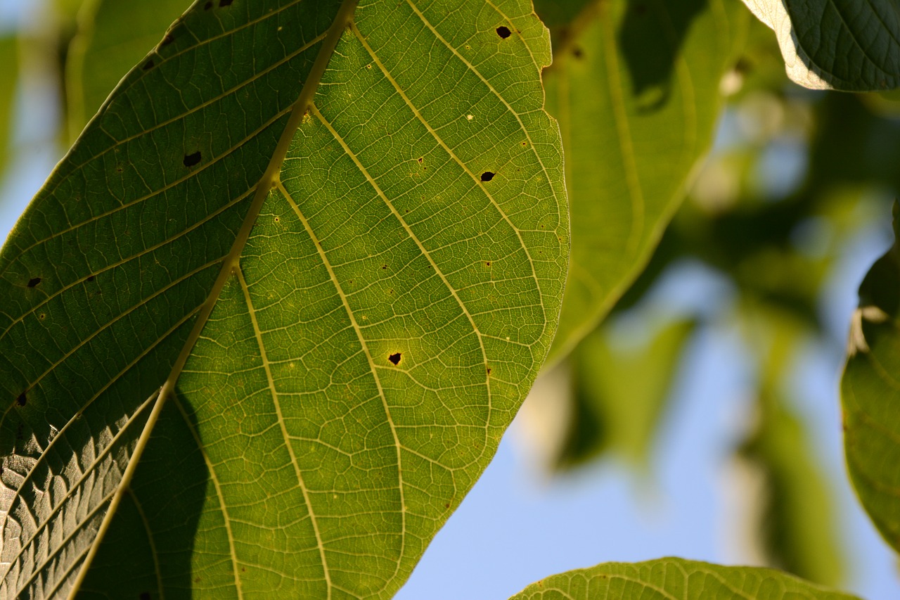 leaf green green leaf free photo