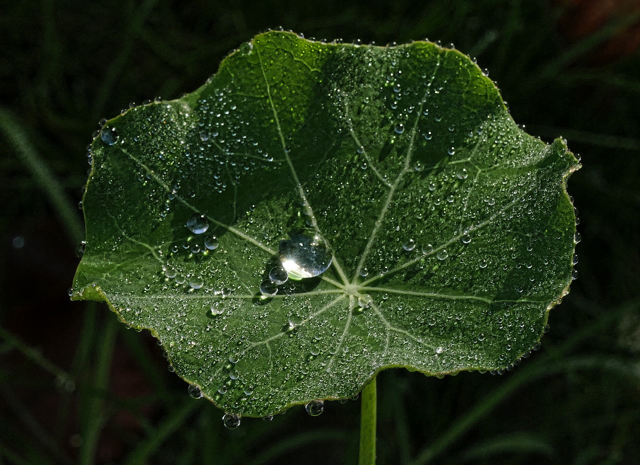 leaf drop of water nasturtium free photo