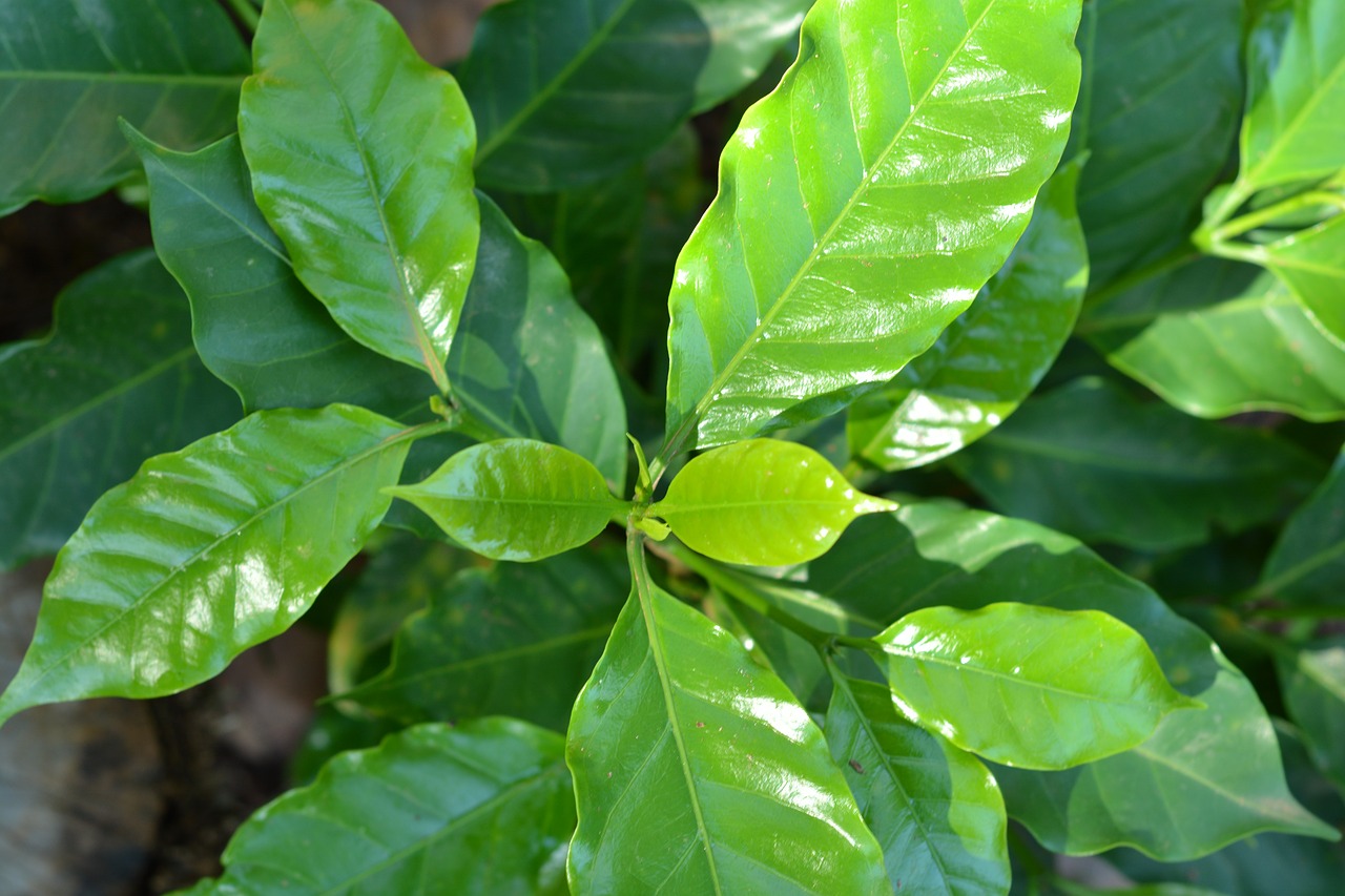 leaf nature green free photo