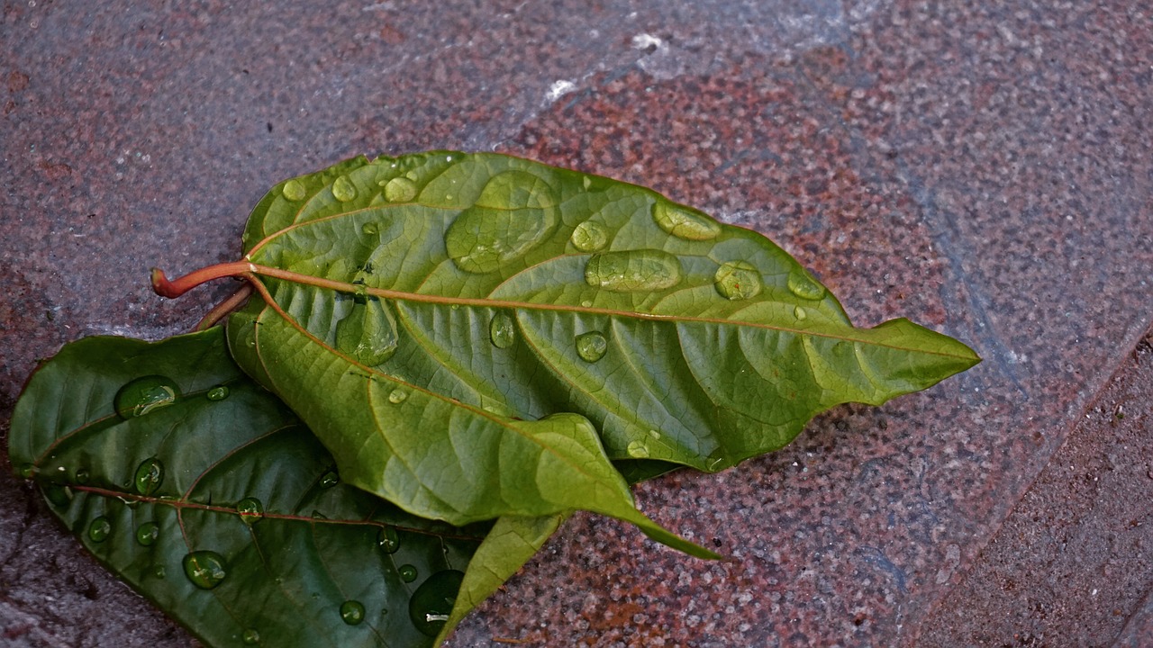 leaf wet drops free photo