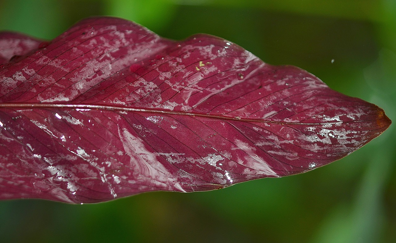 leaf leaves colorful free photo