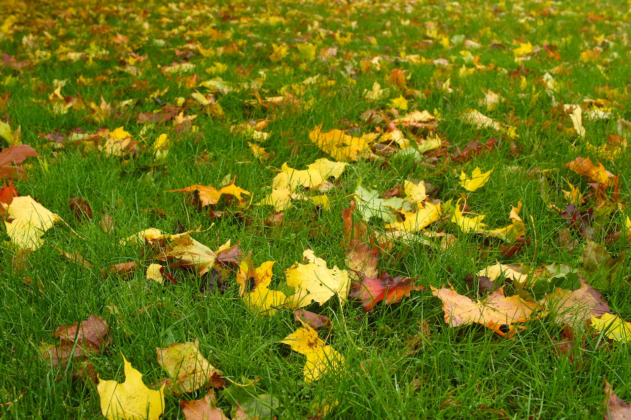 leaf autumn fall free photo