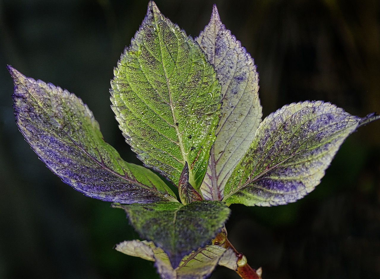 leaf dewdrop autumn free photo