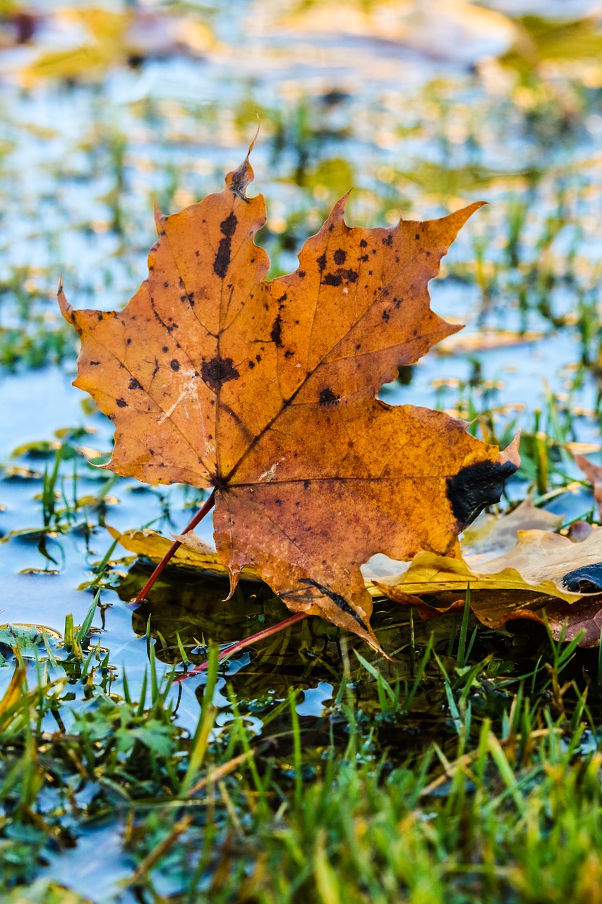 leaf autumn puddle free photo