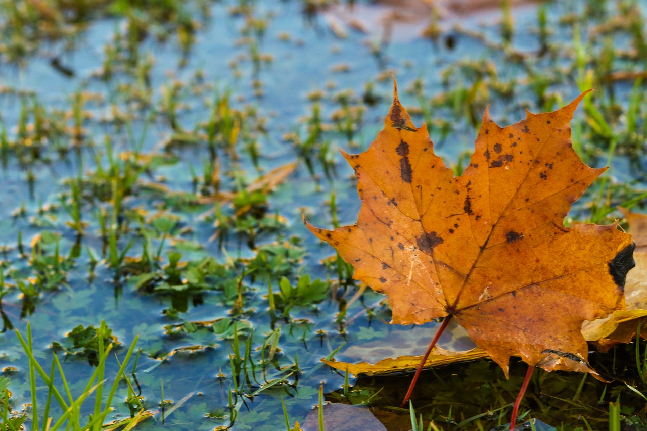 leaf autumn puddle free photo