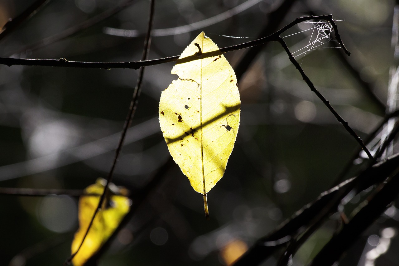 leaf spider webs aesthetic free photo