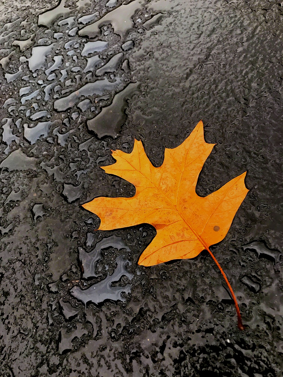 leaf autumn fall free photo