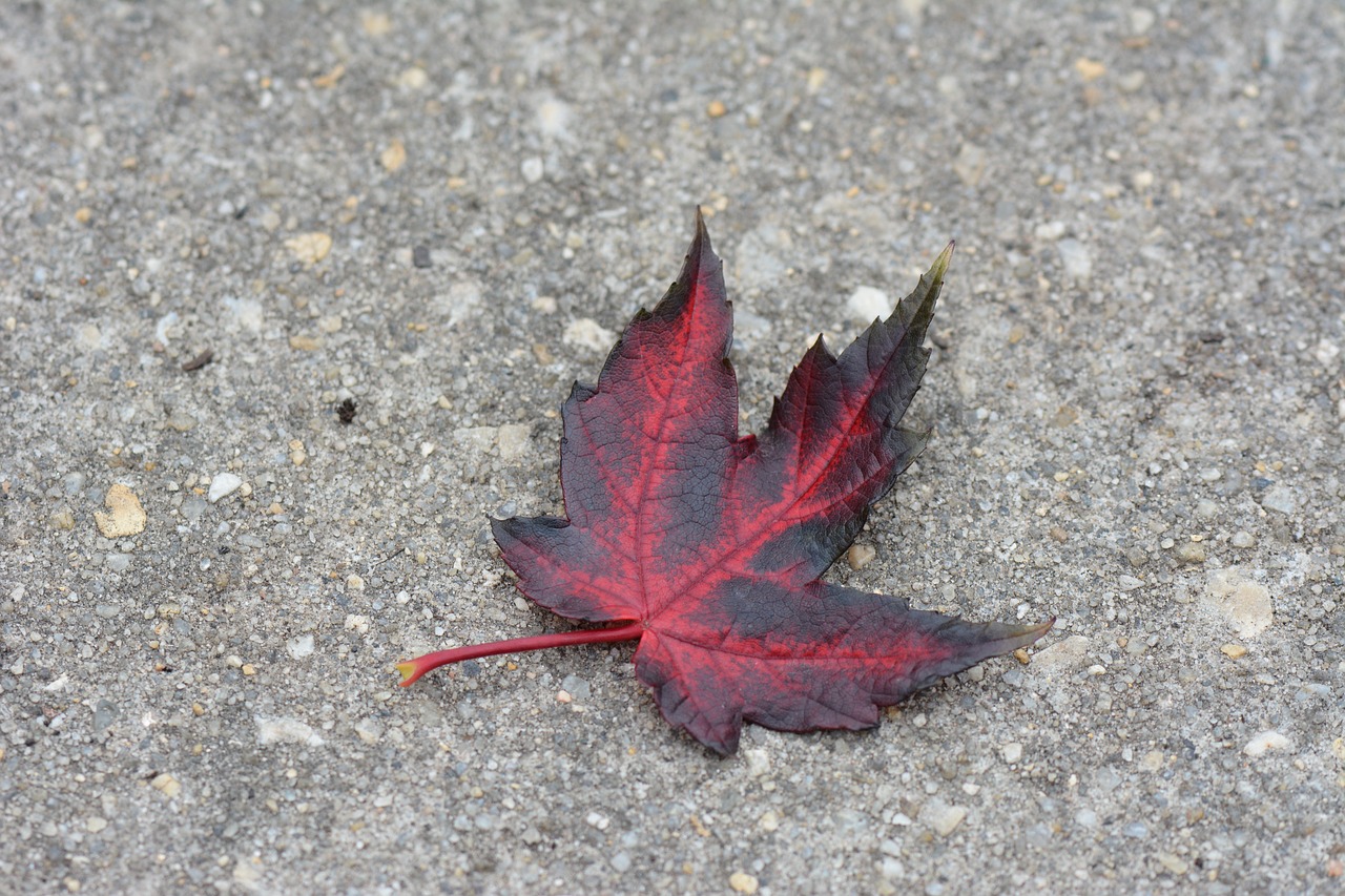 leaf red concrete free photo