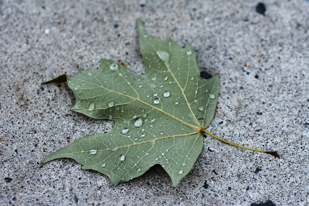 leaf green concrete free photo