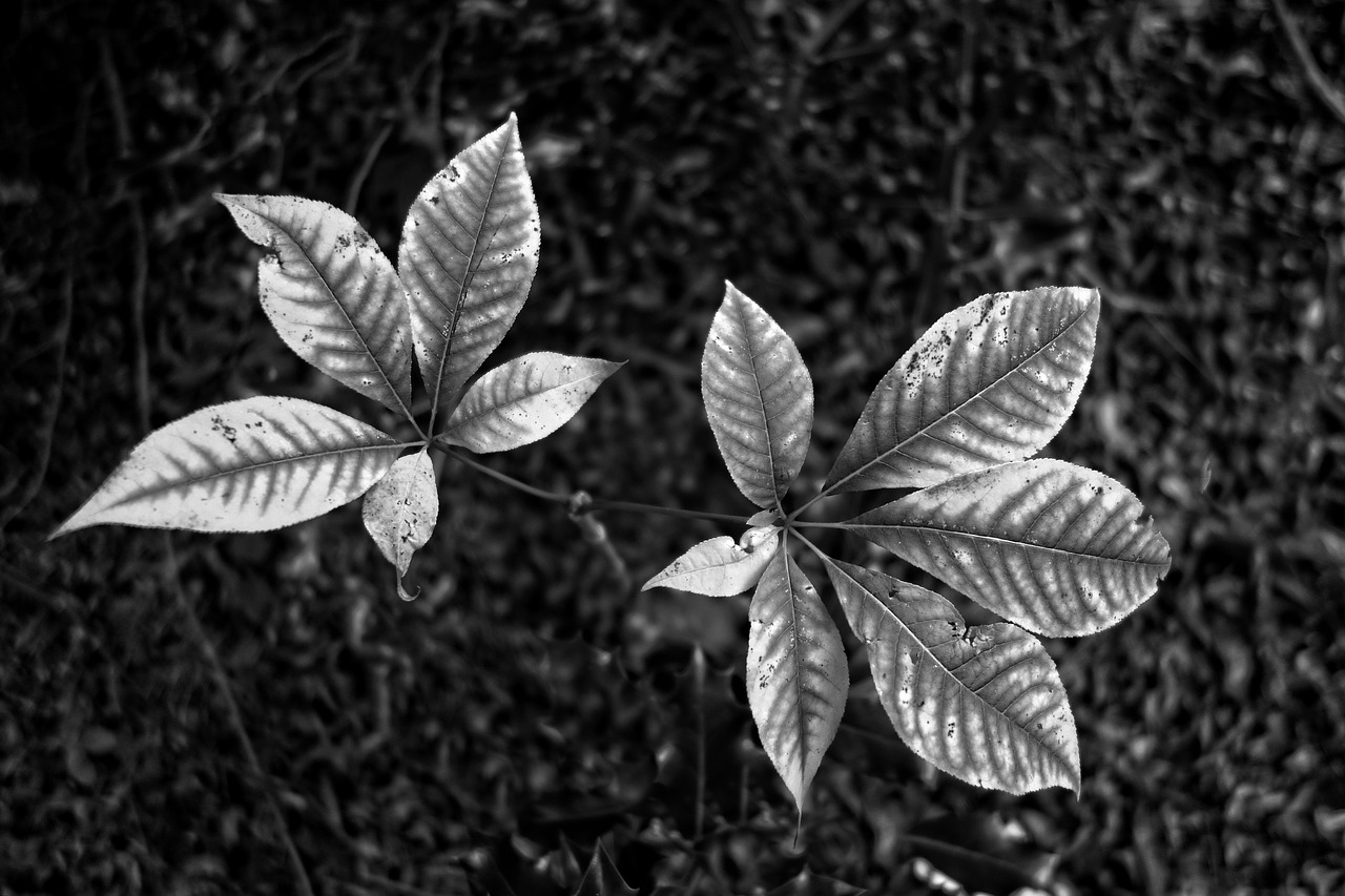 leaf foliage plant free photo