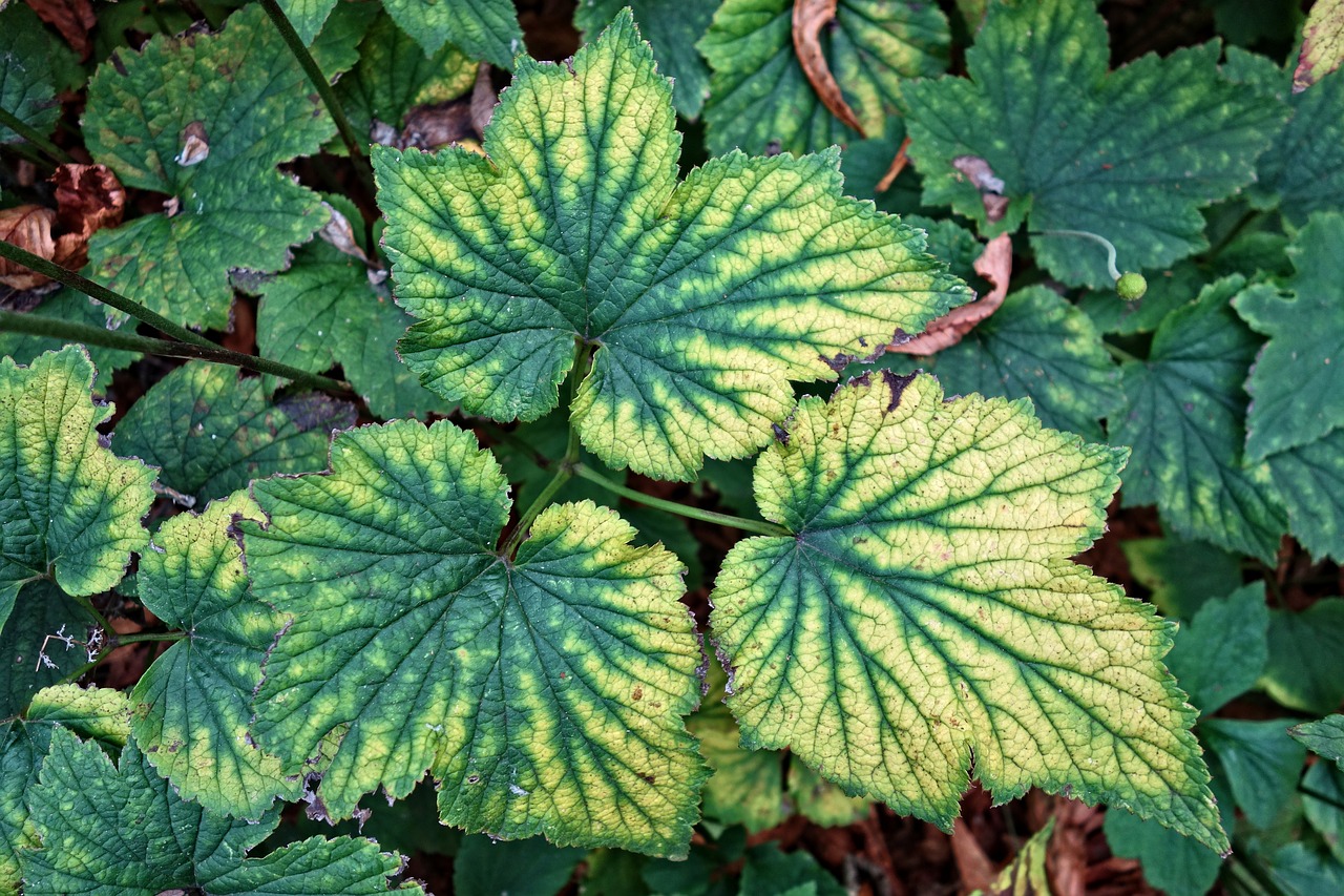 leaf plant veins free photo