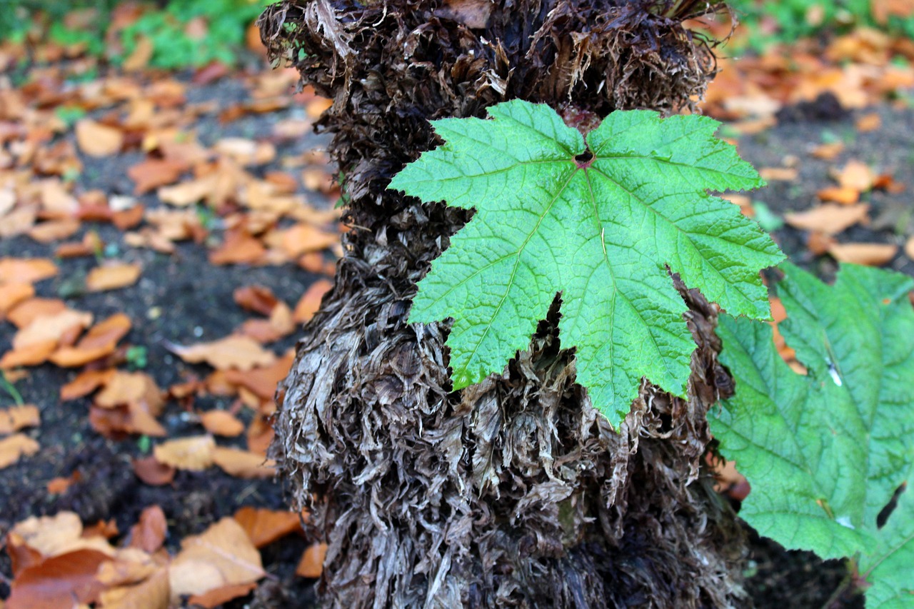 leaf green plant free photo