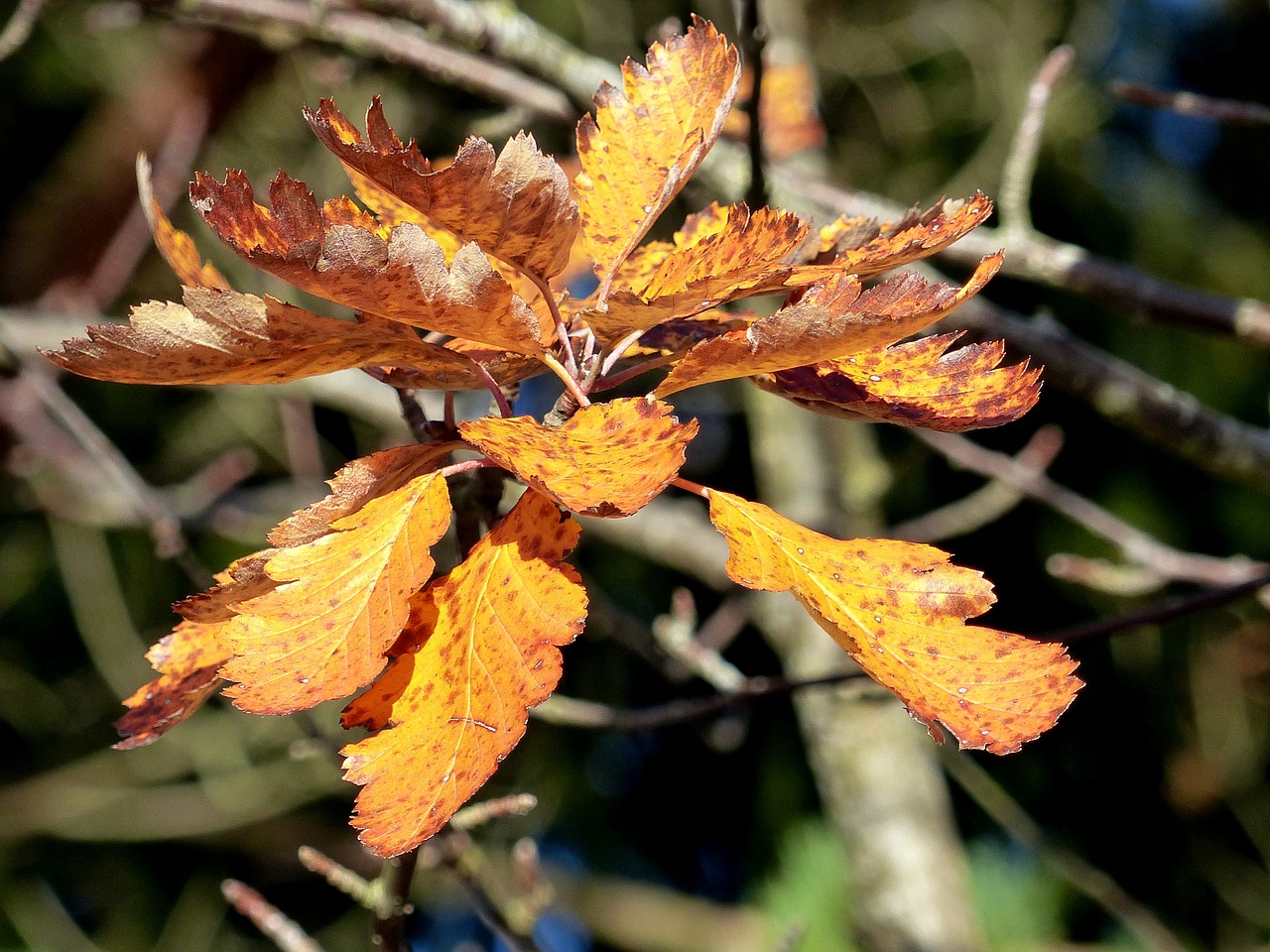 leaf colors autumn free photo