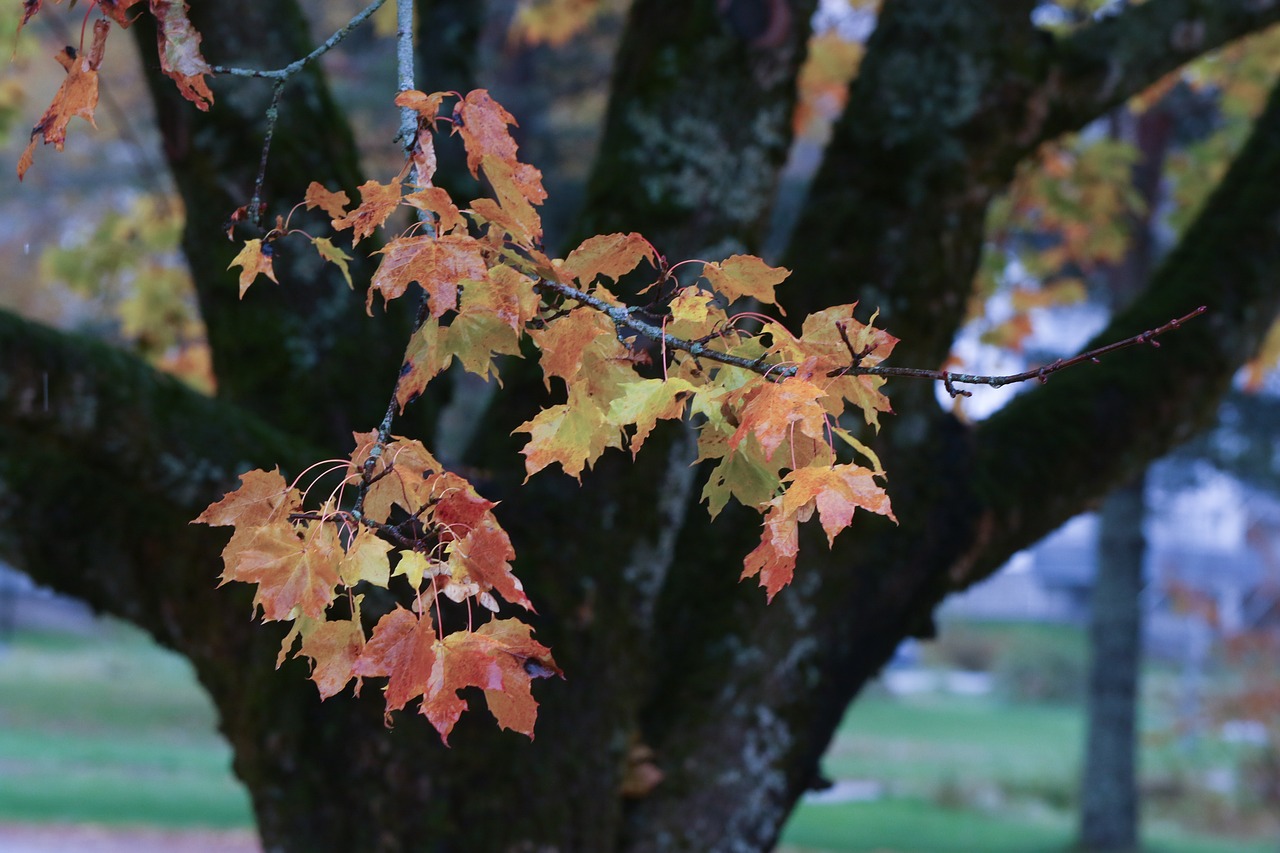 leaf autumn autumn leaves free photo