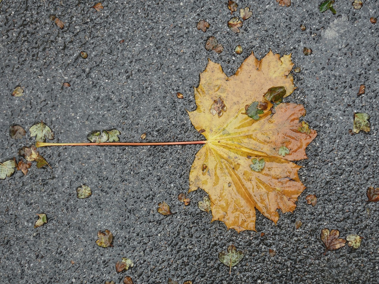 leaf asphalt wet free photo