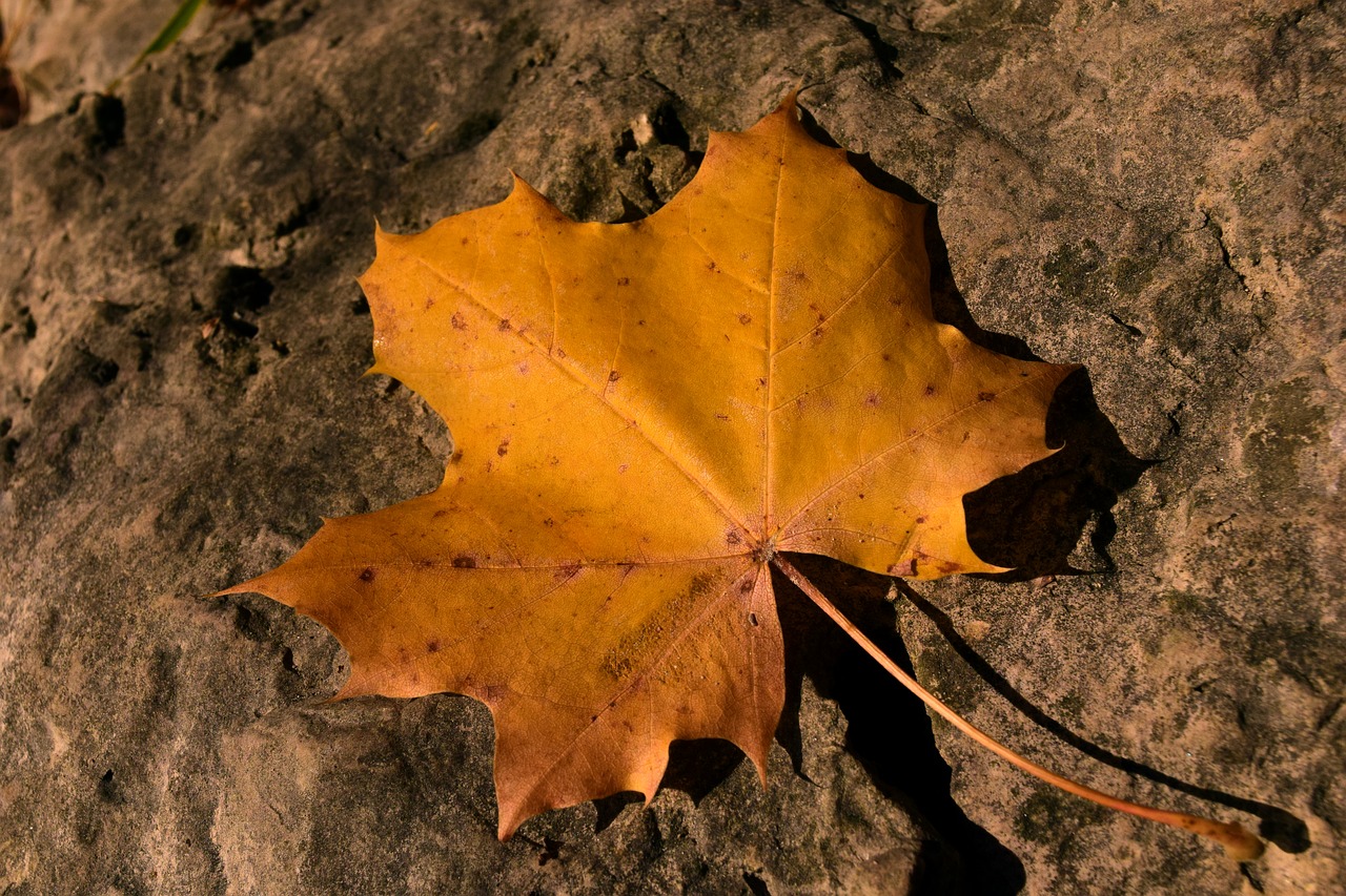 leaf autumn maple leaf free photo